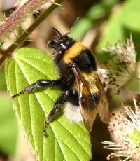 Garden Bumblebee - photo 4