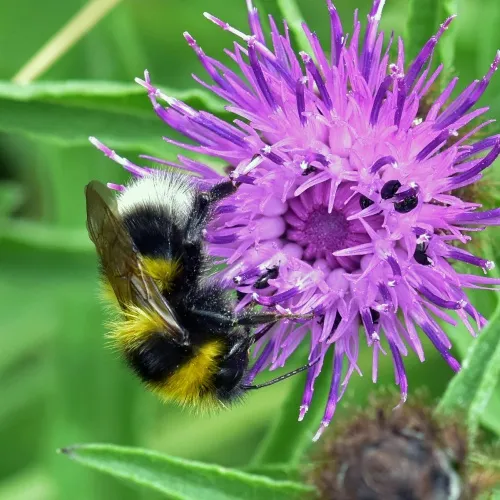 Garden Bumblebee - photo 5