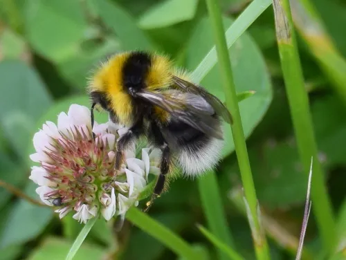 Garden Bumblebee - photo 6