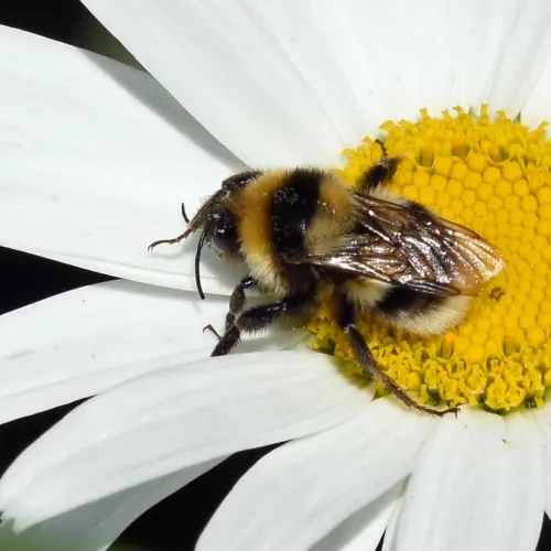 Garden Bumblebee - photo 7