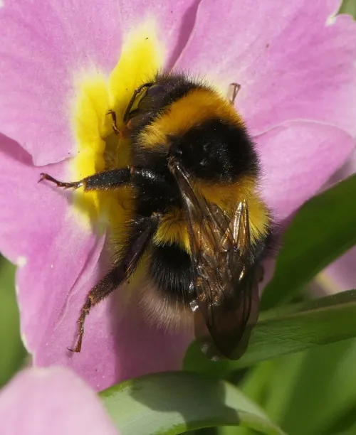 Garden Bumblebee - photo 8