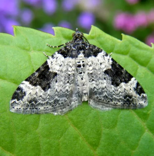 Garden Carpet - Xanthorhoe fluctuata