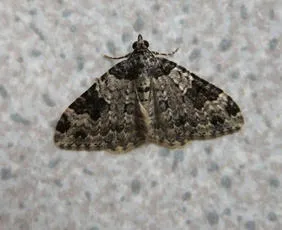 Garden Carpet - photo 6