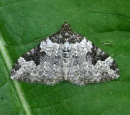 Garden Carpet - photo 2