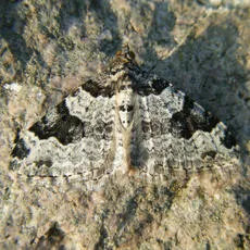 Garden Carpet - photo 5