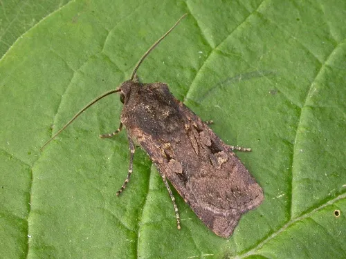 Garden Dart - Euxoa nigricans