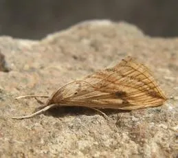 Garden Pebble