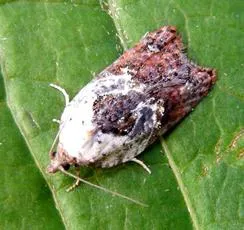 Garden Rose Tortrix - Acleris variegana