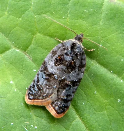 Garden Rose Tortrix - photo 2