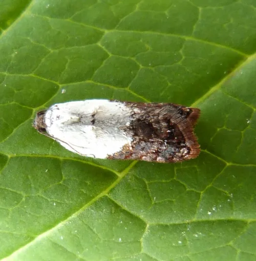 Garden Rose Tortrix - photo 3