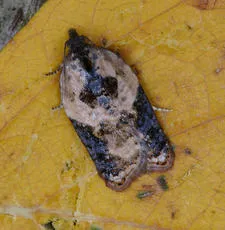 Garden Rose Tortrix - photo 4