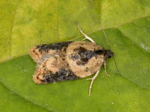 Garden Rose Tortrix - photo 5