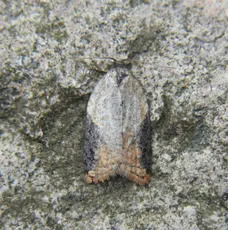 Garden Rose Tortrix - photo 6
