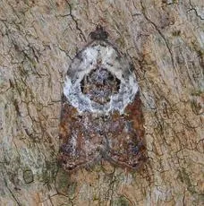 Garden Rose Tortrix - photo 7