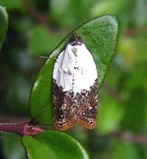 Garden Rose Tortrix - photo 8