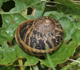 Garden Snail - photo 2