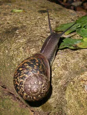 Garden Snail - photo 3