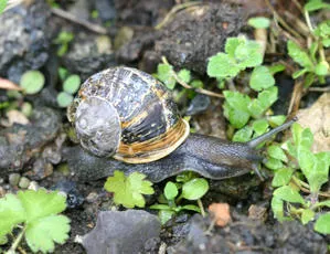 Garden Snail - photo 4
