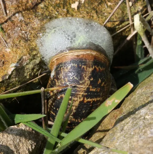 Garden Snail - photo 5