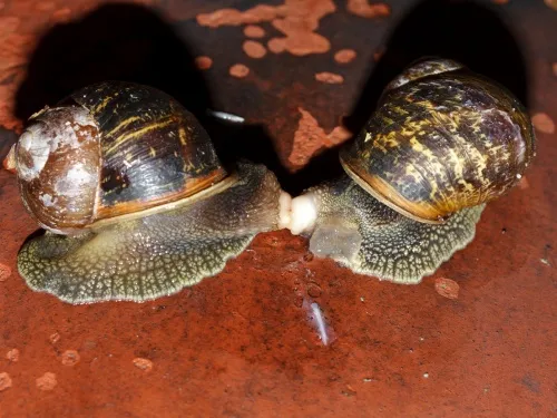 Garden Snail - photo 6