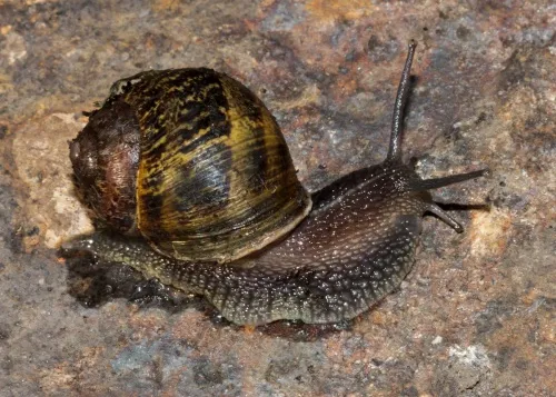 Garden Snail - photo 7