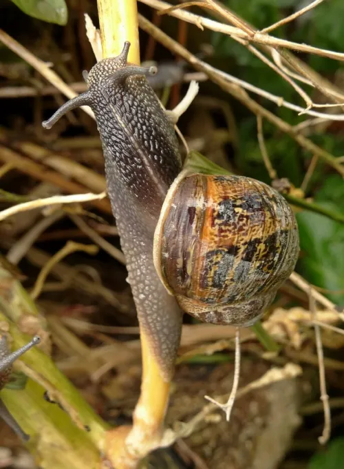 Garden Snail - photo 8