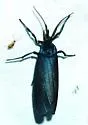 Gardinia anopla - Hodges#8058 - photo 2