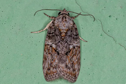 Black-olive Caterpillar Moth