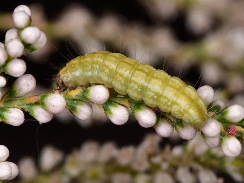 Black-olive Caterpillar Moth - photo 5