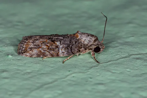 Black-olive Caterpillar Moth - photo 6