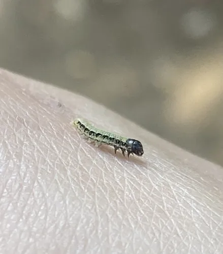 Black-olive Caterpillar Moth - photo 7