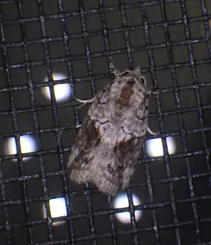 Black-olive Caterpillar Moth - photo 8