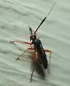 Garganus fusiformis