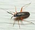 Garganus fusiformis - photo 2