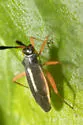 Garganus fusiformis - photo 3