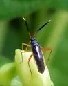 Garganus fusiformis - photo 4