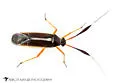 Garganus fusiformis - photo 5