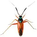Garganus splendidus