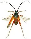 Garganus splendidus - photo 2