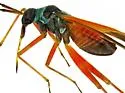 Garganus splendidus - photo 3