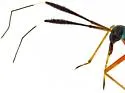 Garganus splendidus - photo 4