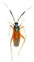 Garganus splendidus - photo 5
