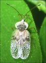 Gargaphia amorphae