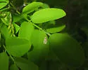 Gargaphia amorphae - photo 2