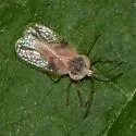 Gargaphia amorphae - photo 3
