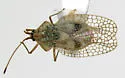 Gargaphia angulata