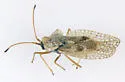 Gargaphia angulata - photo 2