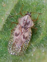 Gargaphia arizonica