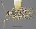 Gargaphia arizonica - photo 2