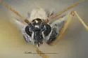 Gargaphia arizonica - photo 3